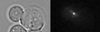 Kar9-GFP in bni1 cells (Strain KBY1011).png